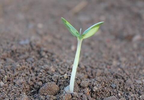 QQ截圖20180509070455