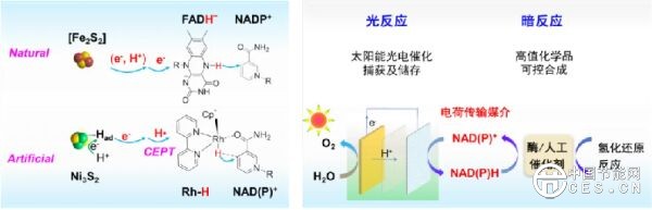 李燦院士團(tuán)隊(duì)實(shí)現(xiàn)仿生輔酶的高效再生，選擇性高于99%，助力構(gòu)筑太陽能人工光合成體系