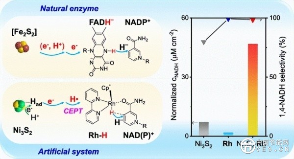 李燦院士團(tuán)隊(duì)實(shí)現(xiàn)仿生輔酶的高效再生，選擇性高于99%，助力構(gòu)筑太陽能人工光合成體系