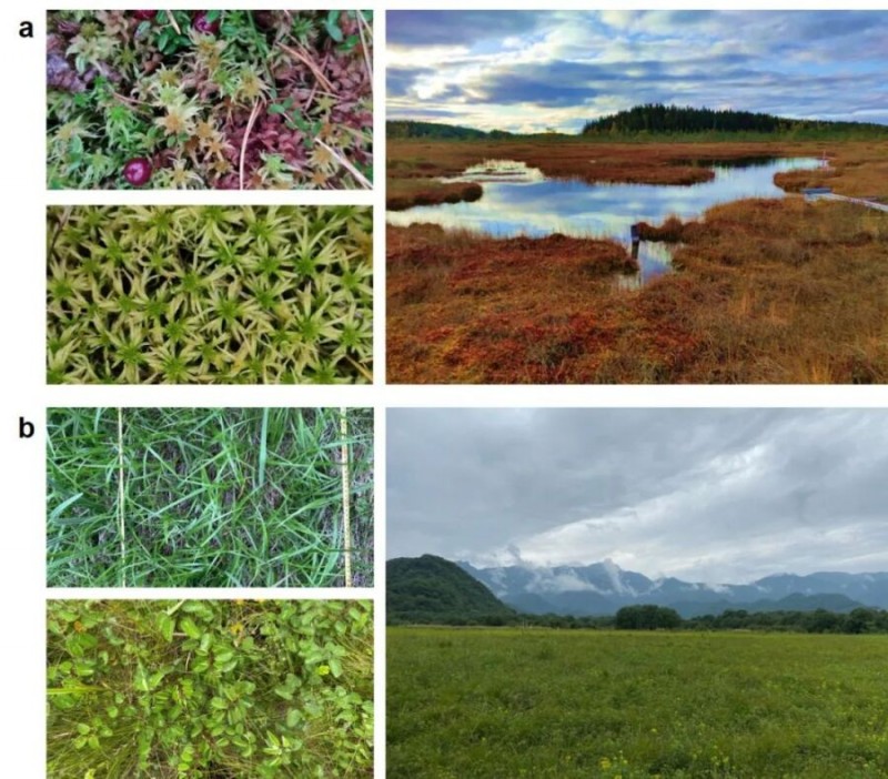 干涸的濕地會加速碳分解嗎？