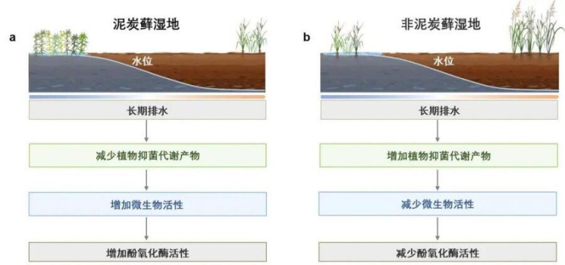 干涸的濕地會加速碳分解嗎？