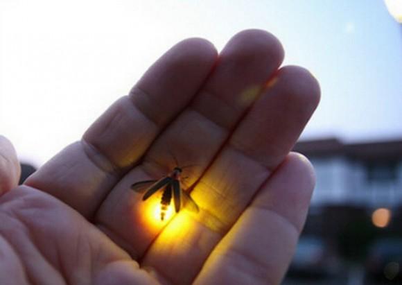 朝陽(yáng)區(qū)一公園擬舉行螢火蟲(chóng)展。