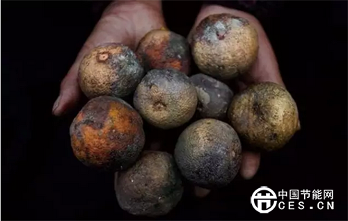 圖為受重金屬污染的水果