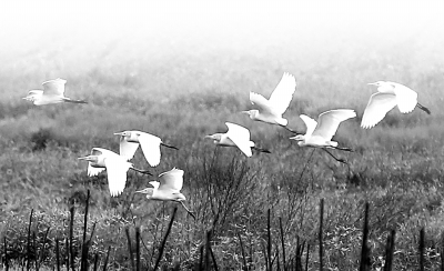 近年來，廣西融安縣注重生態(tài)環(huán)境保護(hù)，下大力氣開展石漠化綜合治理，引來白鷺“安營扎寨”。
