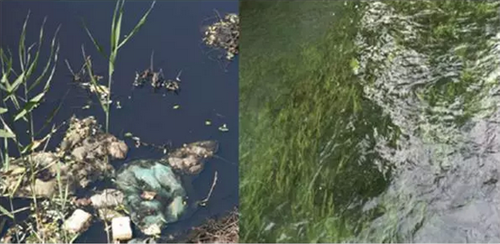 浙江大學(xué)玉泉校區(qū)護(hù)城河引水釋污治理效果對(duì)比圖