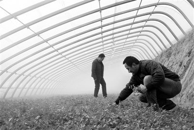 中節(jié)能懷來20兆瓦光伏農(nóng)業(yè)科技大棚電站項目