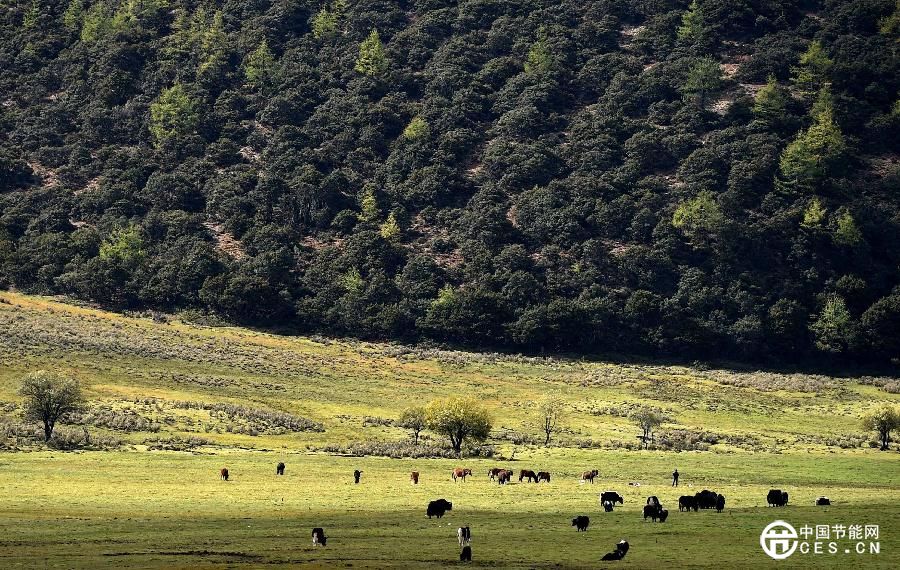 云南迪慶藏族自治州推進(jìn)生態(tài)文明建設(shè) 森林覆蓋率達(dá)73.95%