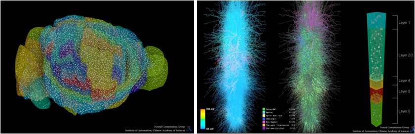 自動化所認知腦模擬仿真平臺